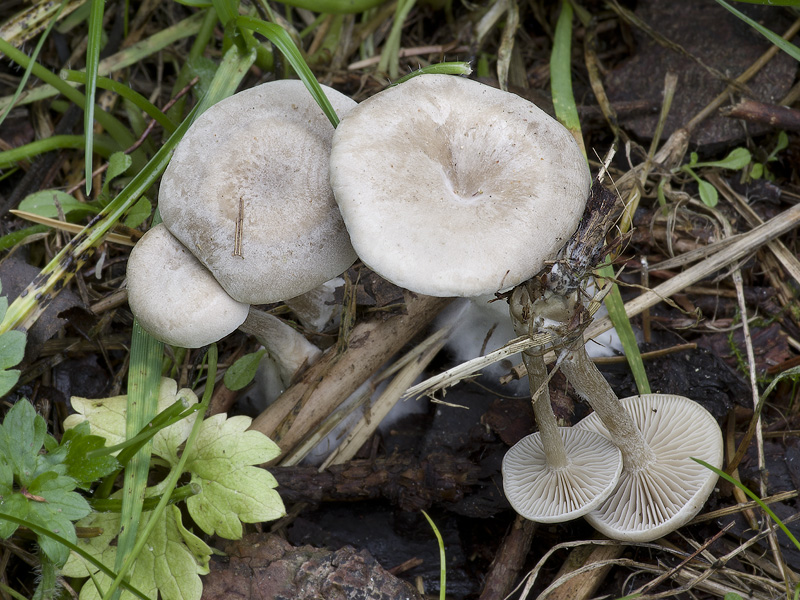 Clitocybe ditopus